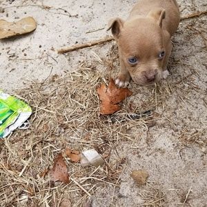 Meet your Posher, Archie